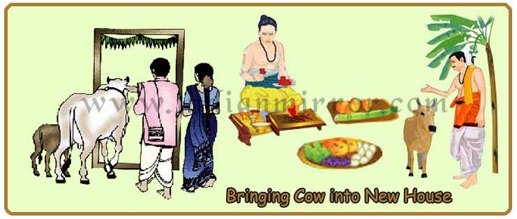 Significance Of Bringing Cow Into A Newly Built House Indianmirror