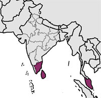 Língua Tamil